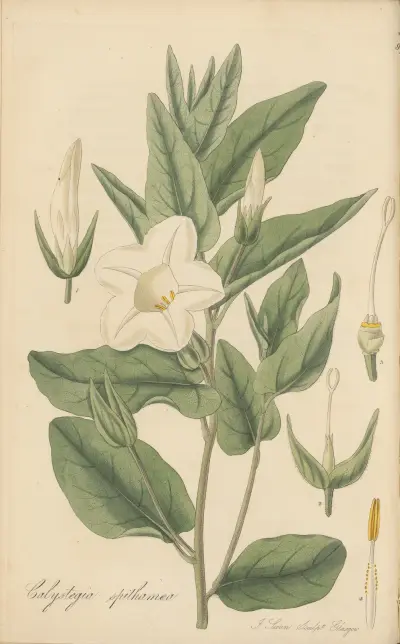 Calystegia spithamaea, William Jackson Hooker