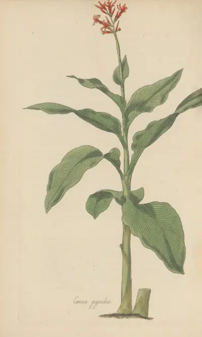 Canna gigantea, 1823 – nr 2 av William Jackson Hooker