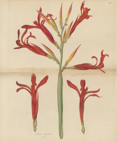 Canna gigantea, 1823 – č. 1, William Jackson Hooker