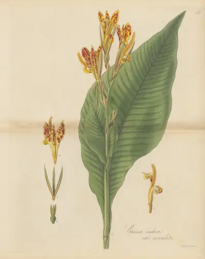 Canna indica var. maculata, William Jackson Hooker