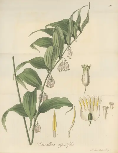 Canvallaria oppositifolia, William Jackson Hooker