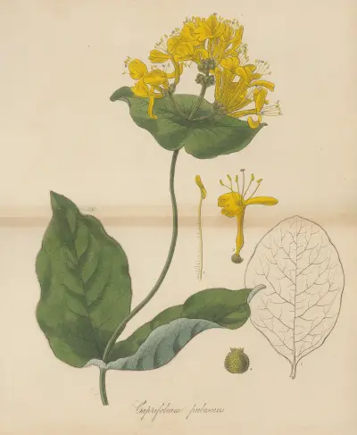 Caprifolium pubescens, William Jackson Hooker