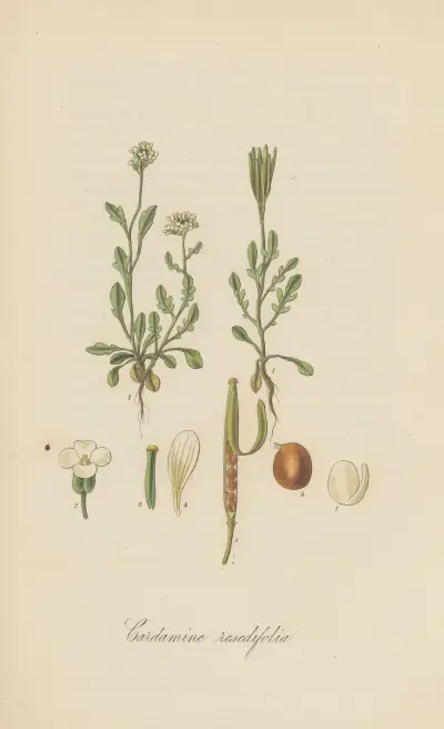 Cardamine resedifolia von William Jackson Hooker