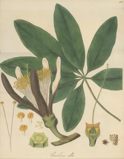 Carolinea alba, William Jackson Hooker