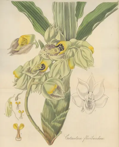 Catasetum Floribundum, William Jackson Hooker