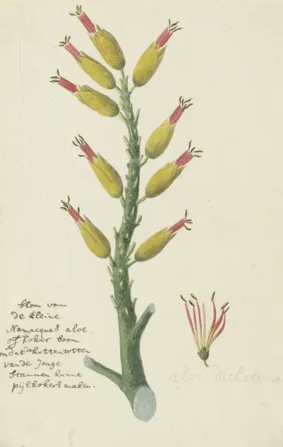 Aloe dichotoma (Köcherbaum) von Robert Jacob Gordon