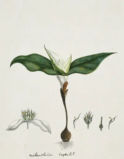 Androcymbium capense (L.) Krause. av Robert Jacob Gordon