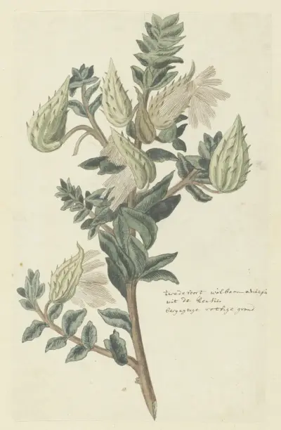 Asclepias cancellata or Gomphocarpus cancellatus Burm.f. Bruyns (Cape or Cotton milkweed) av Robert Jacob Gordon
