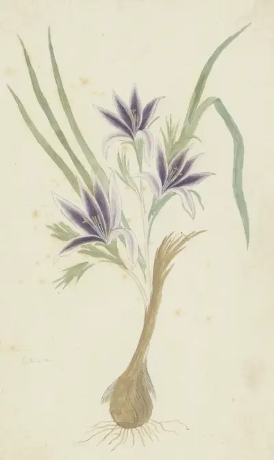 Babiana sambucina (Jacq.) Ker Gawl. (Bobbejaantje) von Robert Jacob Gordon