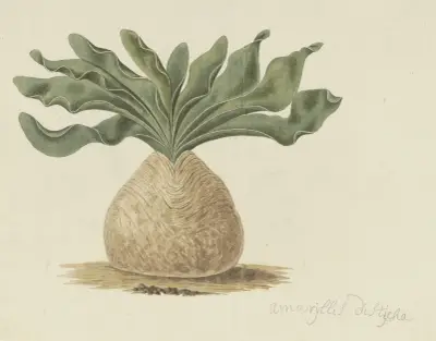 Boophone haemanthoides F.M. Leighton (Hottentots poison-bulb, or giftbol) av Robert Jacob Gordon