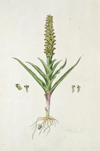 Corycium orobanchoides (L.f.) Swartz von Robert Jacob Gordon