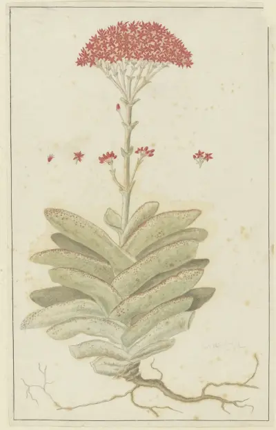 Crassula perfoliata L. (Sekelblaarplakkie) av Robert Jacob Gordon