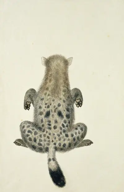 Crocuta crocuta (Tüpfelhyäne) von Robert Jacob Gordon