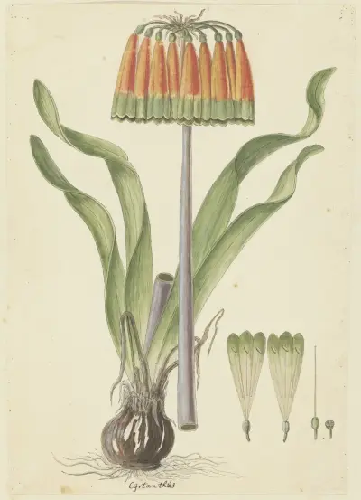 Cyranthus obliquus (L.f.) Aiton (Knysna lily) av Robert Jacob Gordon