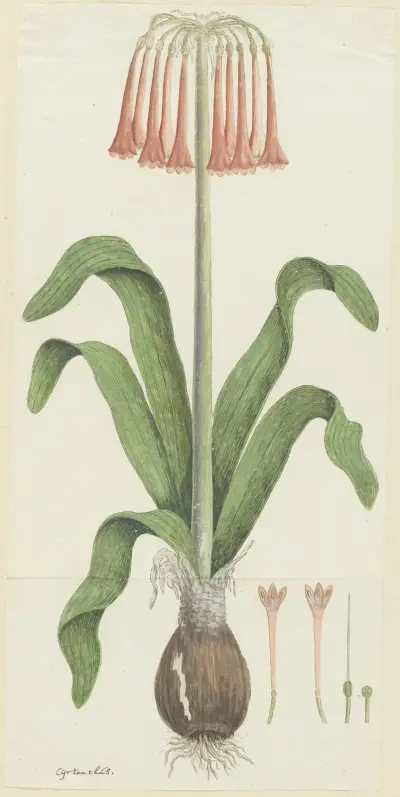 Cyrtanthus carneus Lindl. (Sand-lily) av Robert Jacob Gordon