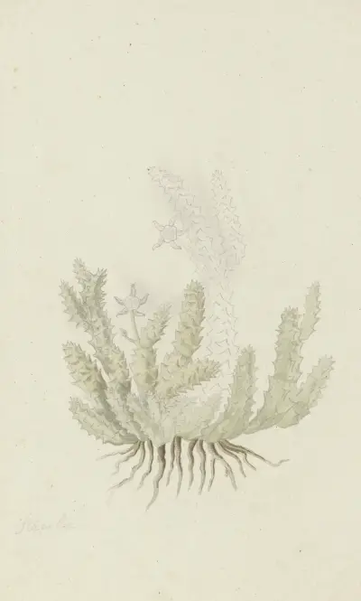 Duvalia caespitosa (Masson) Haw (Milkweed) av Robert Jacob Gordon