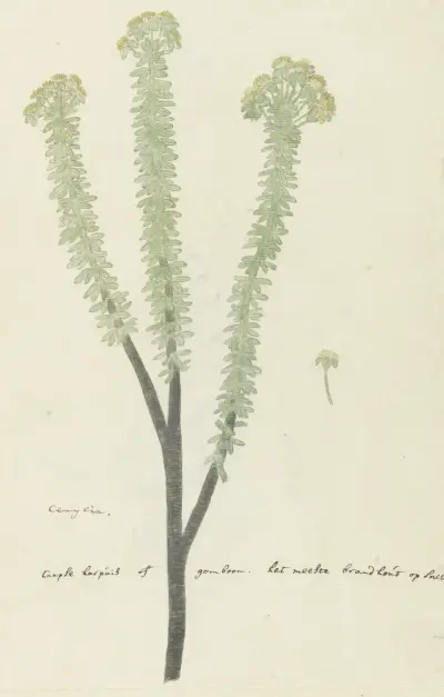 Euryops lateriflorus (L.f.) DC. (Cape gumtree) av Robert Jacob Gordon