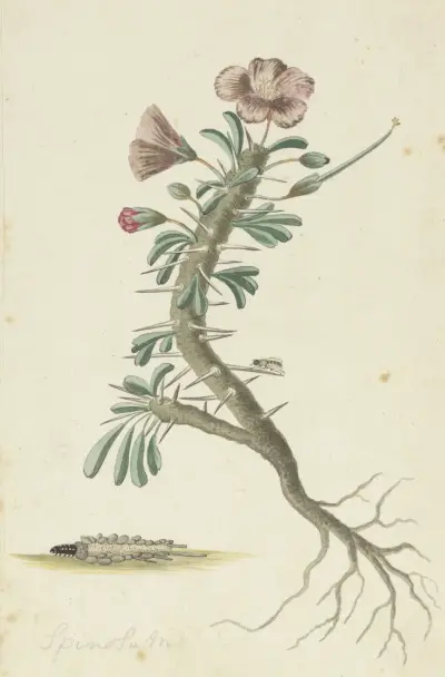 Geranium spinosum von Robert Jacob Gordon