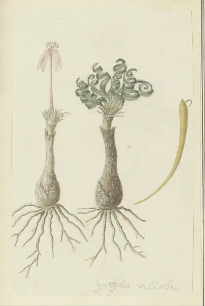 Gethyllis lanuginose Marloth [Gethyllis villosa] (Kukumakranka) av Robert Jacob Gordon