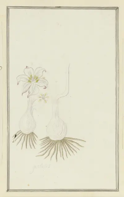 Gethyllis sp. (Kukumakranka) av Robert Jacob Gordon