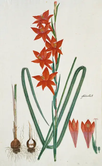 Gladiolus watsonius Thunb. (Watsonia hysterantha) von Robert Jacob Gordon