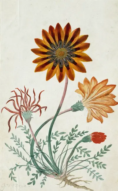 Gorteria diffusa von Robert Jacob Gordon