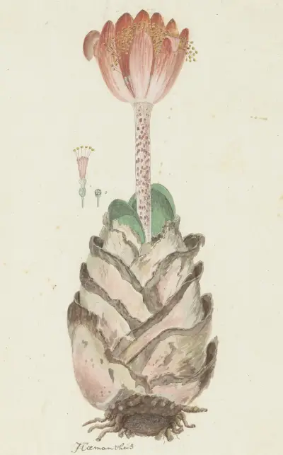 Haemanthus coccineus L. (Blutblume) von Robert Jacob Gordon