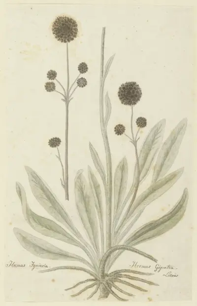 Hermas igniaria of Hermas gigantea (Tontelblaar) av Robert Jacob Gordon
