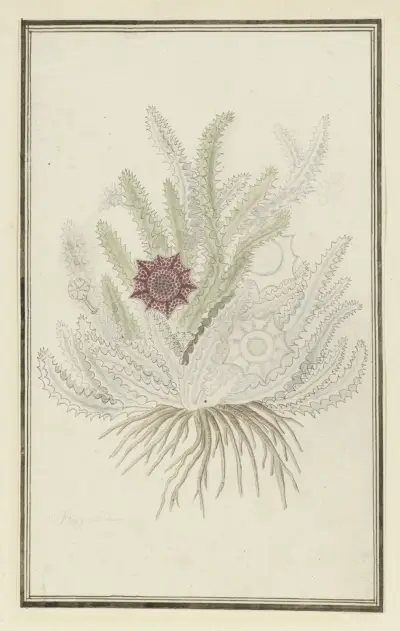 Huernia guttata (Masson) Haw. (Stapelia guttata) av Robert Jacob Gordon