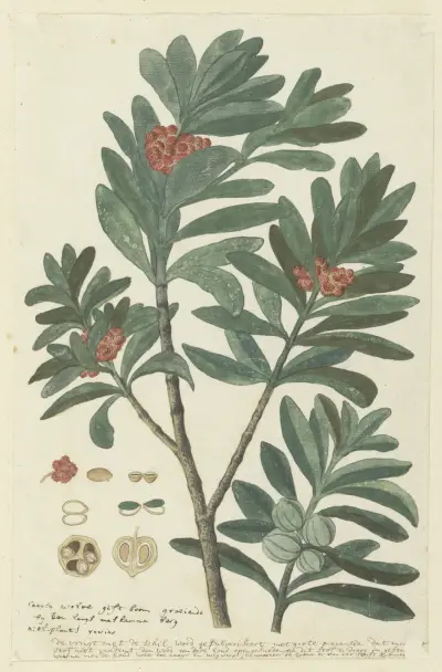 Hyenanche globosa Lam. or Toxicodendrum capense of globosum (Cape wolvegift) (in or after c. 1780) av Robert Jacob Gordon