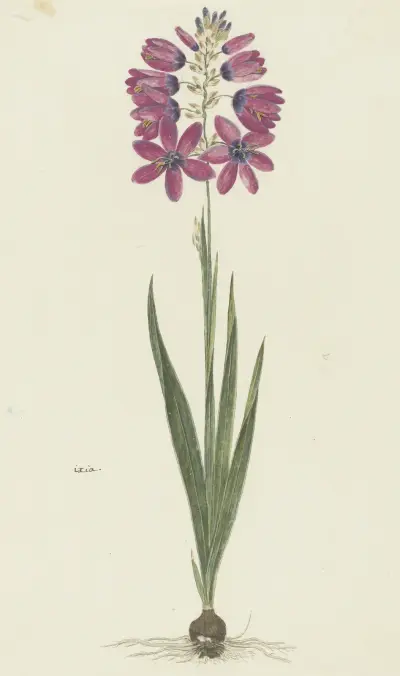 Ixia lutea Eckl. var. ovata. av Robert Jacob Gordon