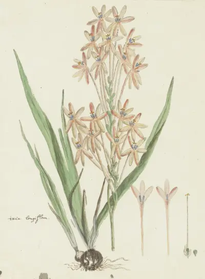 Ixia paniculata D. Delaroche av Robert Jacob Gordon