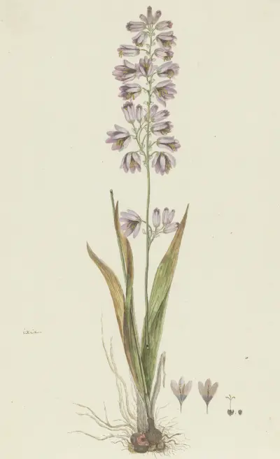Ixia polystachya L. (Cornlily) av Robert Jacob Gordon