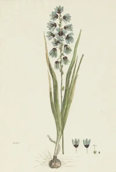 Ixia viridiflora Lam. av Robert Jacob Gordon