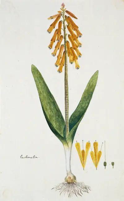 Lachenalia aloides (L.f.) Engl. var. aurea (Opal flower) von Robert Jacob Gordon