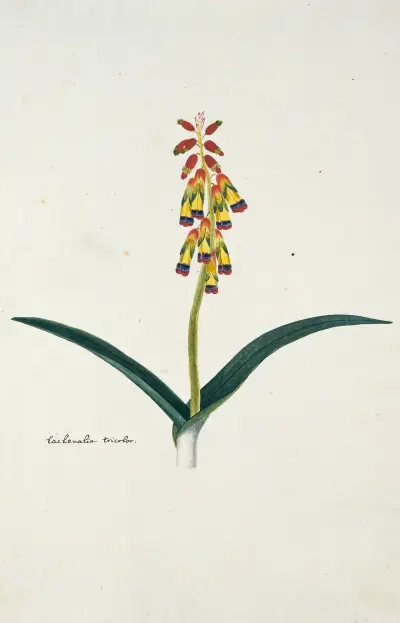 Lachenalia aloides (L.f.) Engl. var. quadricolor von Robert Jacob Gordon