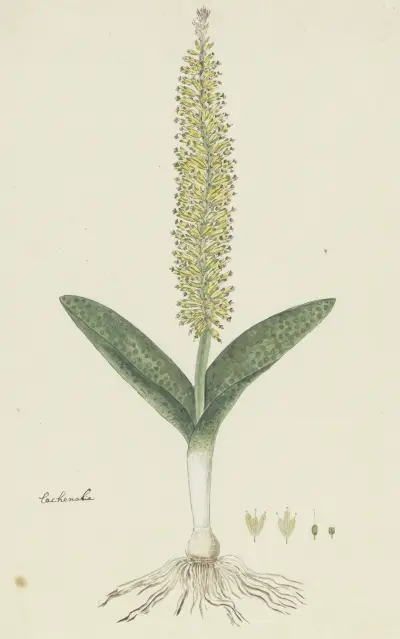 Lachenalia arbuthnotiae W.F. Barker (Hyacint), Robert Jacob Gordon