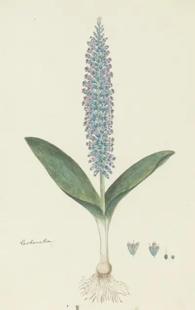 Lachenalia mediana Jacq. av Robert Jacob Gordon