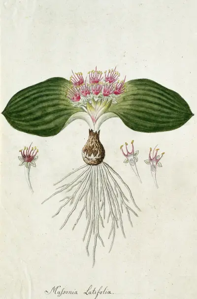 Massonia depressa Houtt von Robert Jacob Gordon