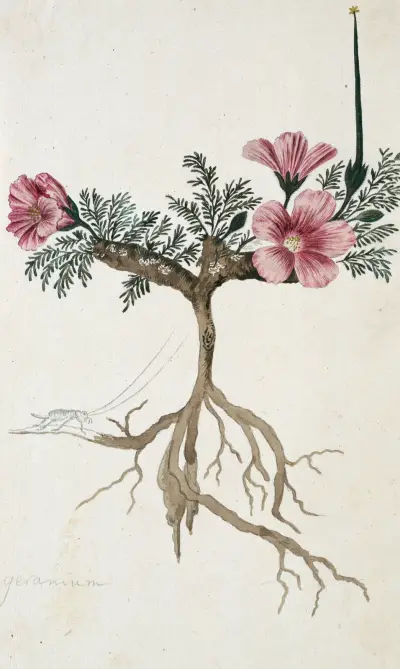 Monsonia multifidum E.Mey. ex Kunth (mit einem Insekt), 1777 – Nr. 1 von Robert Jacob Gordon