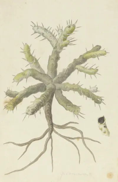 Monsonia patersonii oder Monsonia sp. von Robert Jacob Gordon