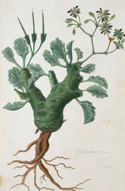 Pelargonium klinghardtense Knuth av Robert Jacob Gordon