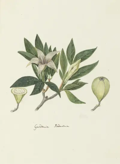 Rothmannia capensis Thunb, formerly gardenia capensis Druce (Wild Gardenia or common Rothmannia) av Robert Jacob Gordon