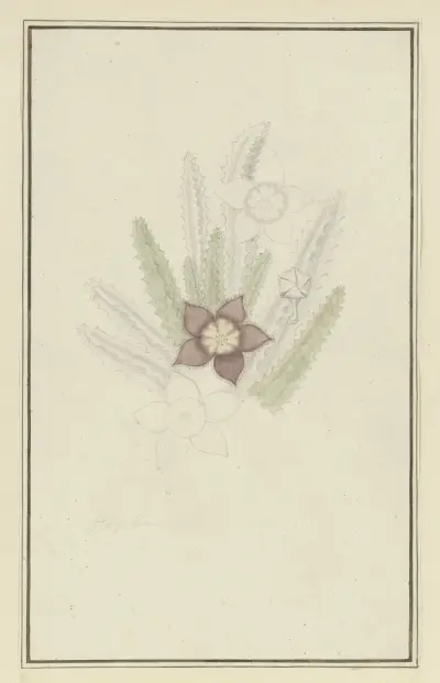 Stapelia hirsute L. (Starfish flower) av Robert Jacob Gordon