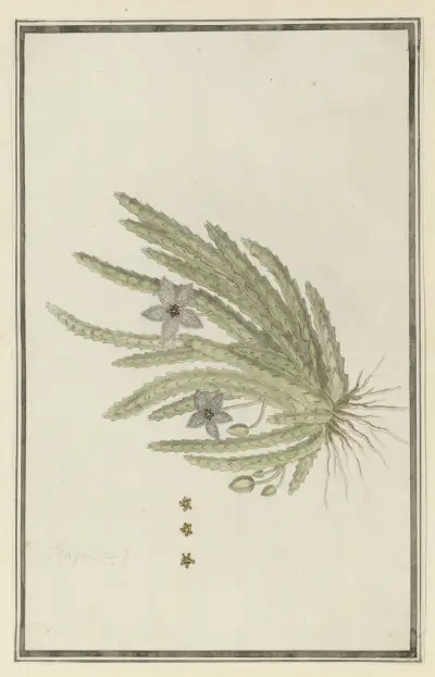 Stapelia paniculata Willd.(Small starfish flower) av Robert Jacob Gordon