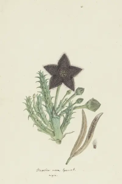 Tridentea gemmiflora (Masson) Haw.(Stapelia gemmiflora) av Robert Jacob Gordon