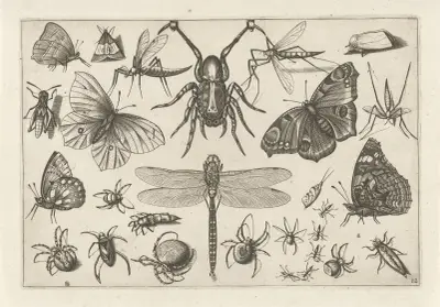 Diversae Insectarum Volatilium Pl.12 av Jacob Hoefnagel