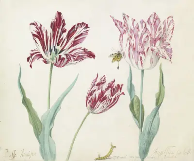 Drie tulpen met rups en vlinder Minerva Orrienthal von Jacob Marrel