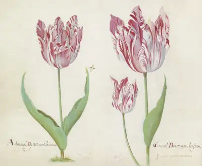 Drie tulpen met vlieg Admaral Botterman Bastian General Botterman Acosta von Jacob Marrel