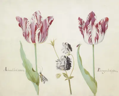 Twee tulpen met akelei, nachtvlinder en kever Admaral da Costta Parangun da Costta von Jacob Marrel